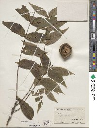 Juglans nigra image