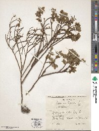 Vaccinium myrtillus image