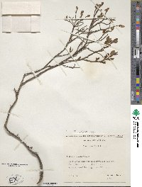 Vaccinium myrtillus image