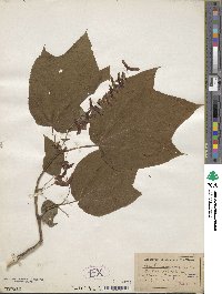 Acer pensylvanicum image
