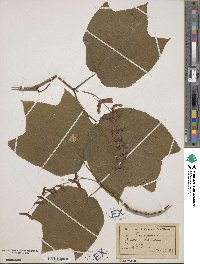 Acer pensylvanicum image