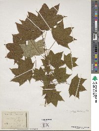 Acer cappadocicum image