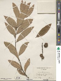 Castanea pumila image