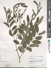 Robinia pseudoacacia image