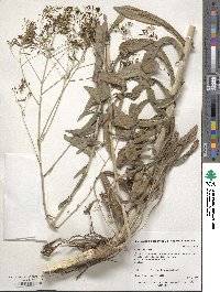 Isatis tinctoria image