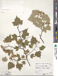 Crataegus phaenopyrum image