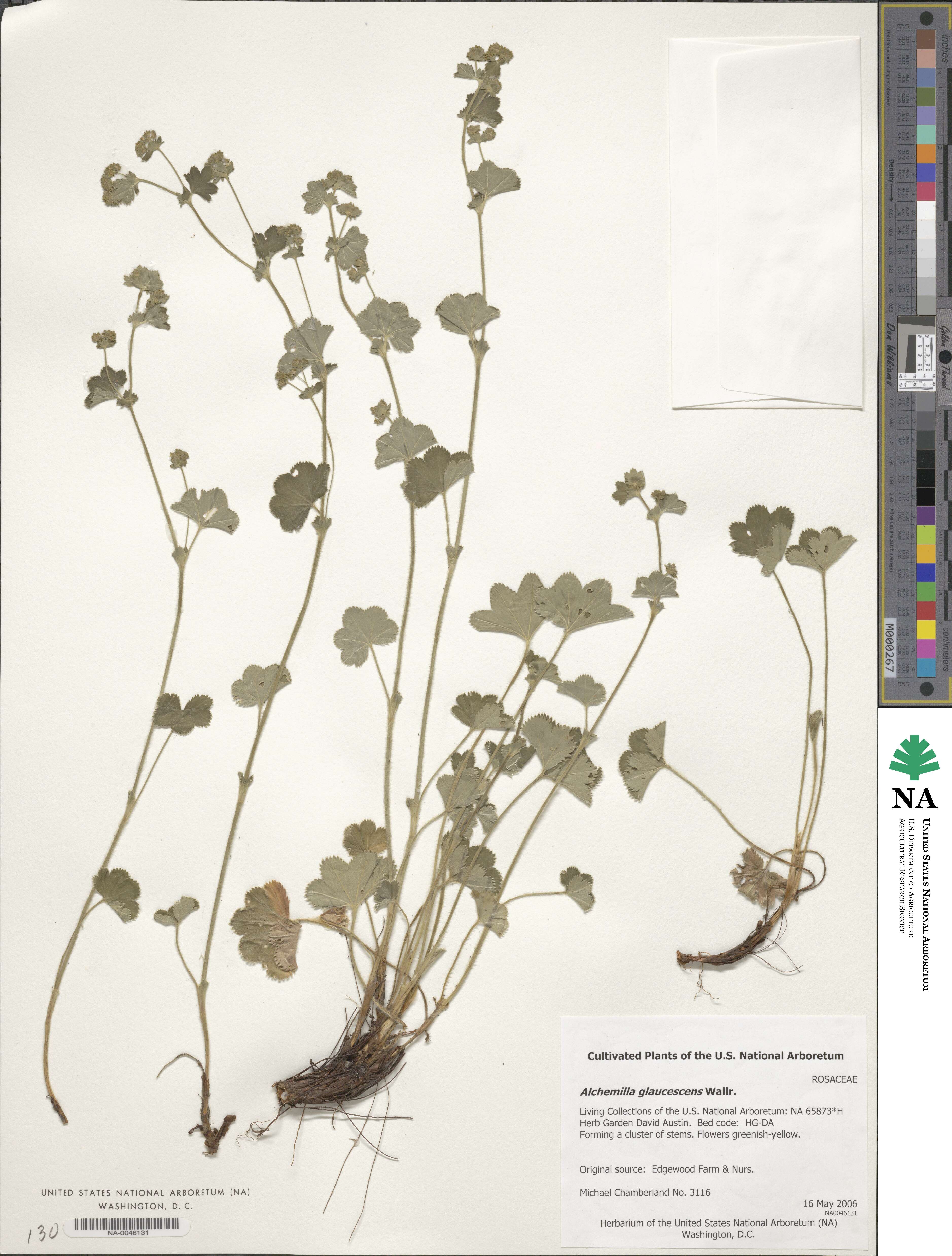 Alchemilla image