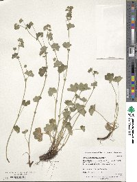 Image of Alchemilla glaucescens