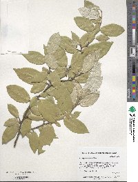 Elaeagnus angustifolia image