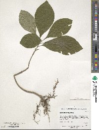 Chionanthus retusus image