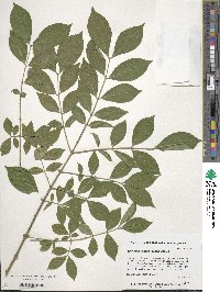 Euonymus alatus image