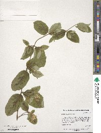 Lonicera japonica image