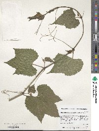 Ampelopsis glandulosa image