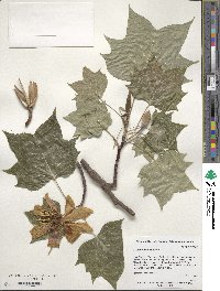 Liriodendron tulipifera image