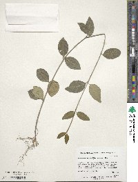 Euonymus fortunei image