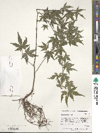 Acer palmatum image