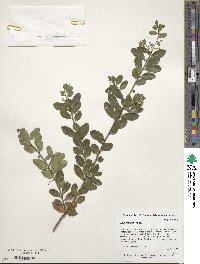 Ilex crenata image