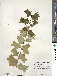 Ilex cornuta image