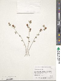 Trifolium campestre image