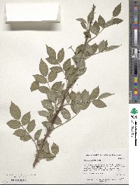 Rosa multiflora image