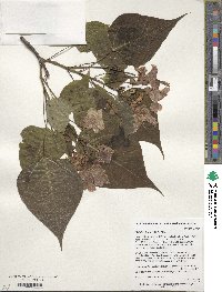 Catalpa bungei image