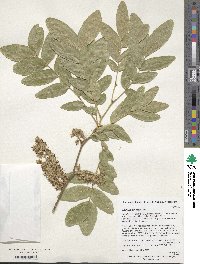 Gleditsia sinensis image