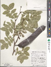 Gleditsia sinensis image