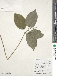 Chloranthus serratus image