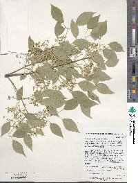 Euonymus maackii image