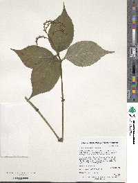 Image of Chloranthus henryi