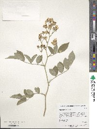 Rosa multiflora image