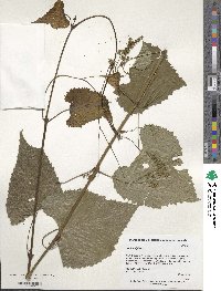 Vitis vulpina image