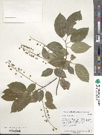 Prunus serotina image