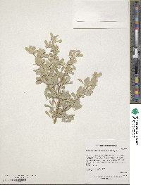 Caragana halodendron image