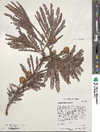 Leucaena greggii image