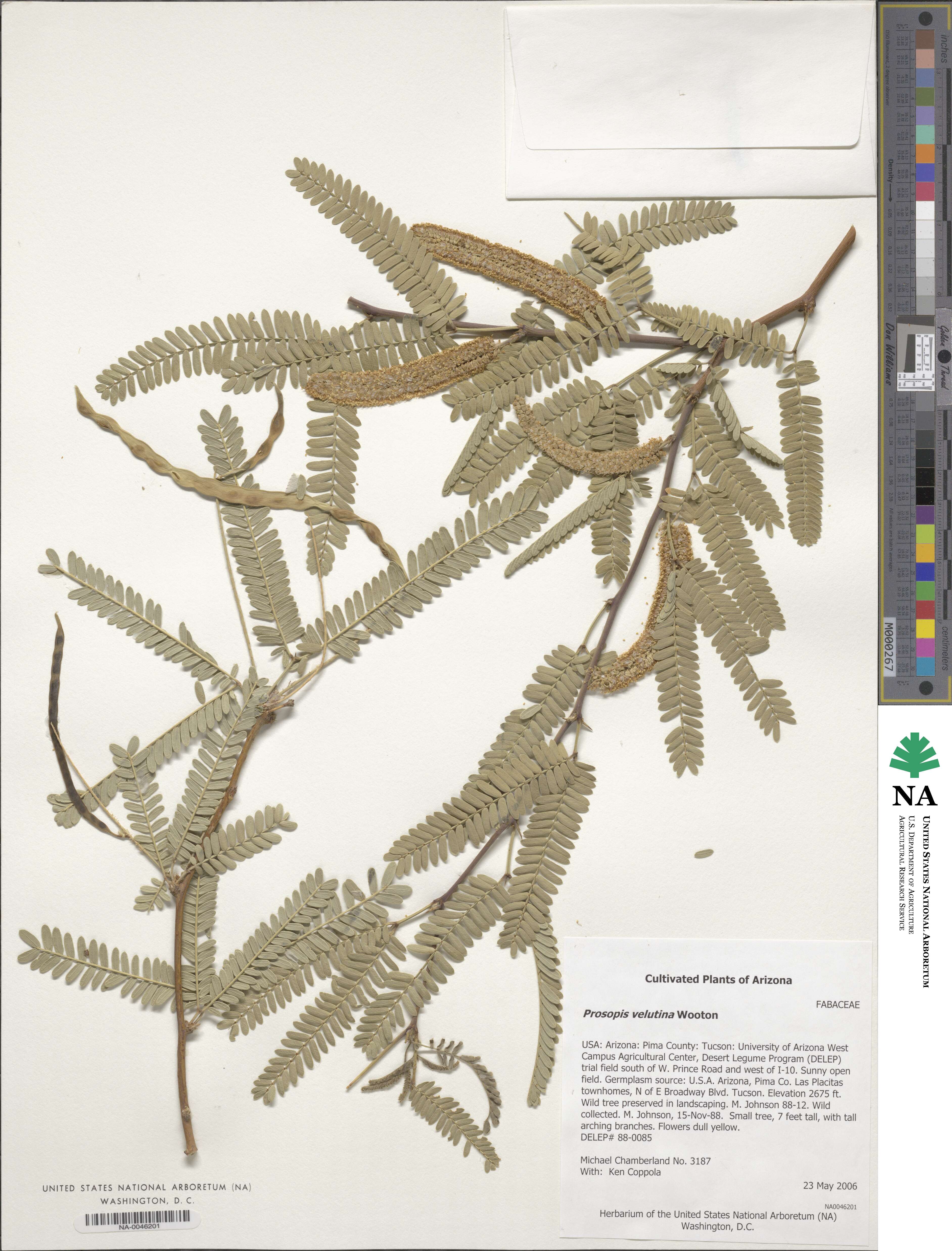 Prosopis velutina image