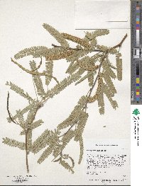 Image of Prosopis velutina