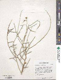 Parkinsonia microphylla image