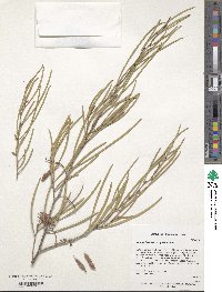 Acacia brachystachya image