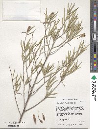 Acacia aneura image