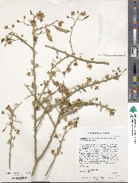 Parkinsonia texana image