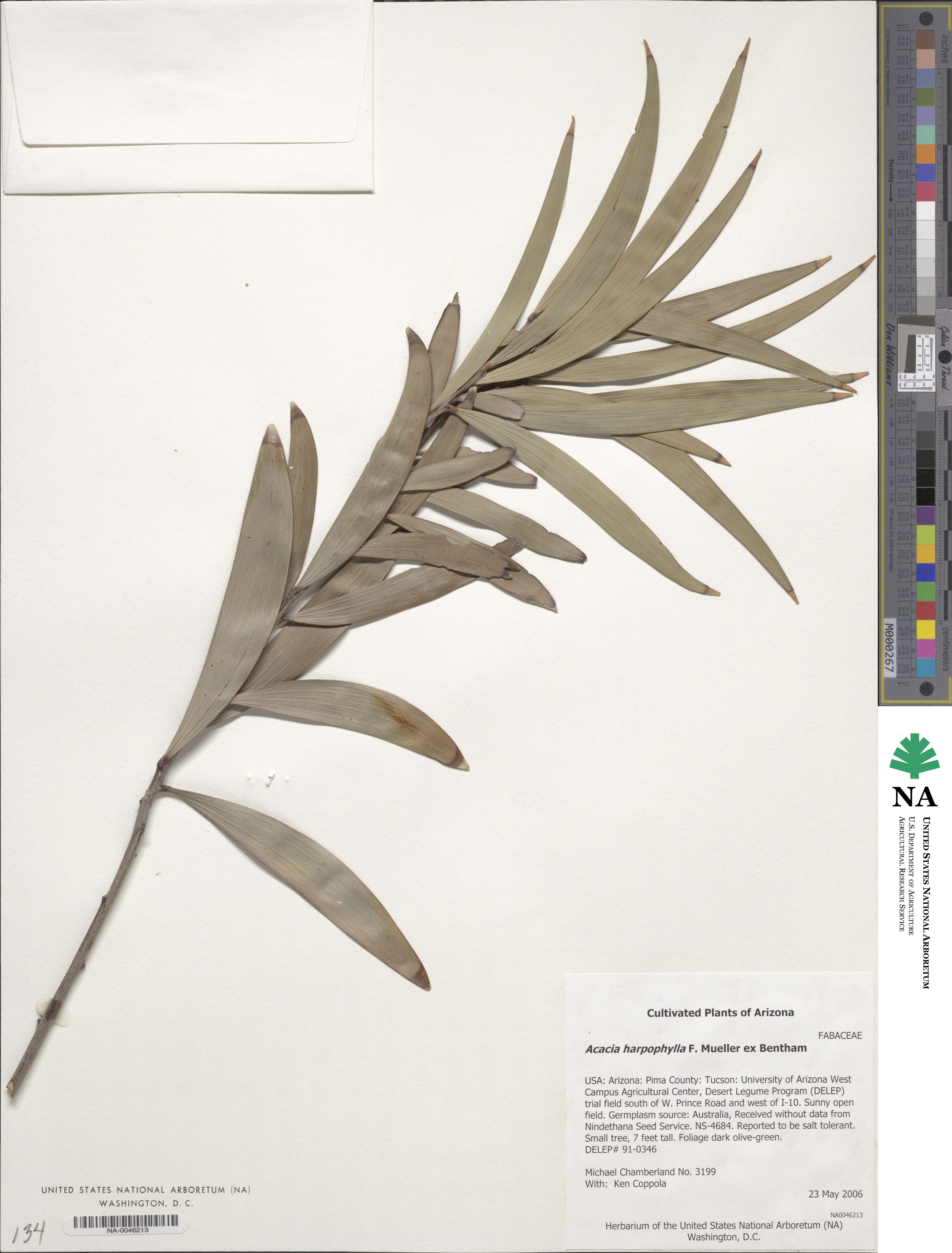 Acacia harpophylla image