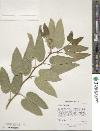 Bauhinia forficata image