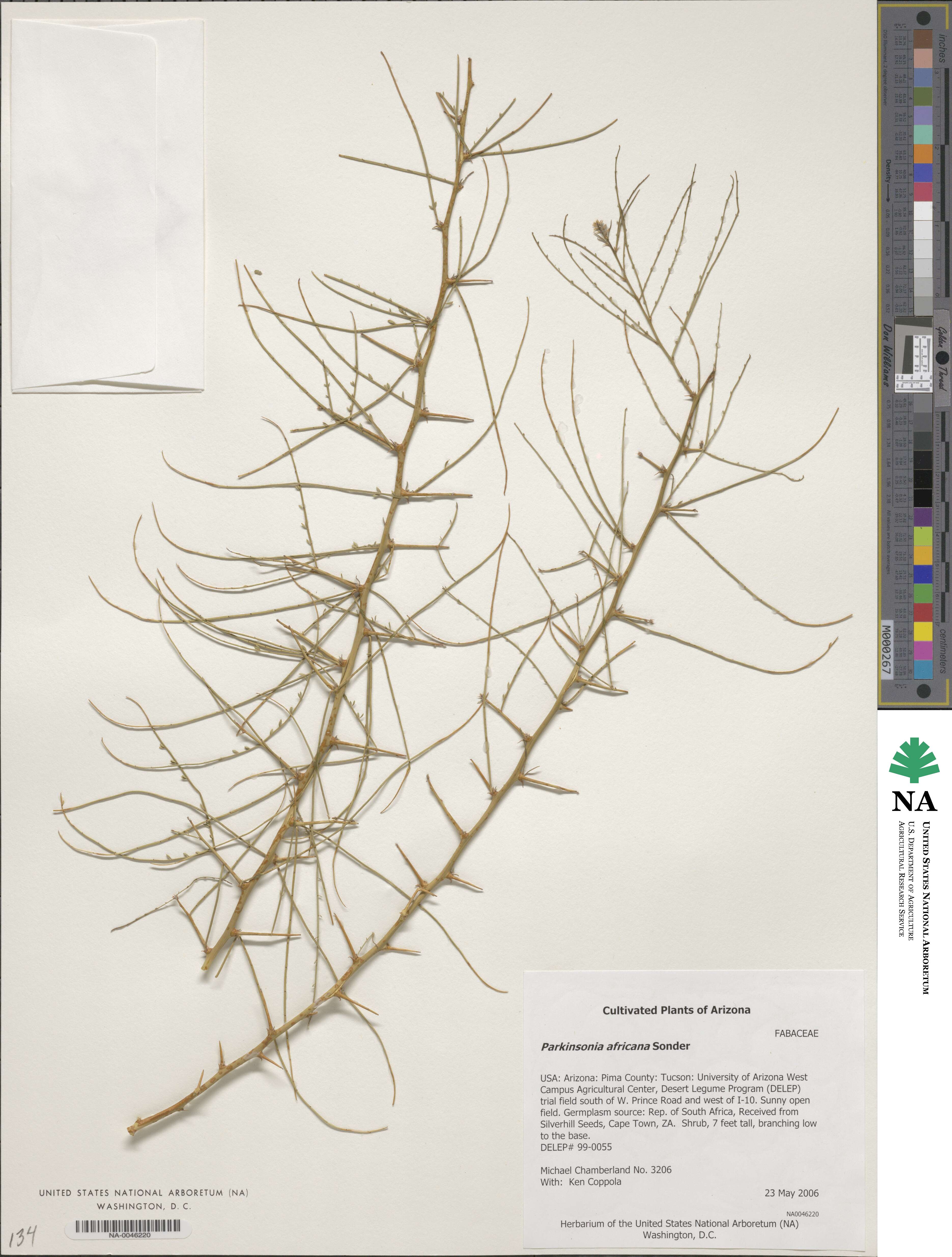 Parkinsonia africana image