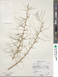 Parkinsonia africana image