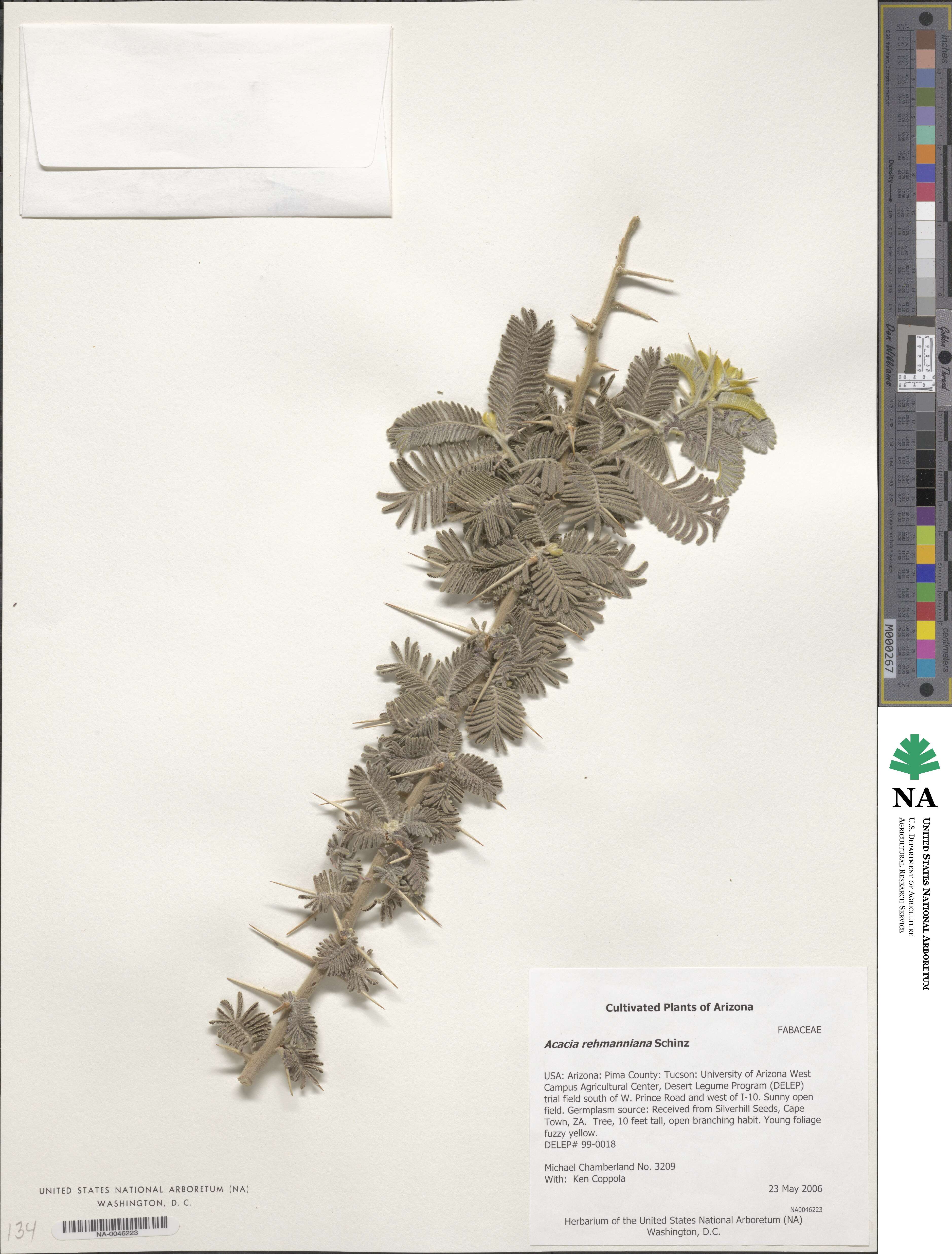 Acacia rehmanniana image
