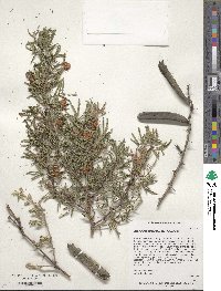 Vachellia hebeclada image