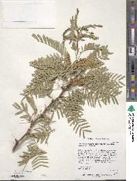 Prosopis glandulosa var. torreyana image