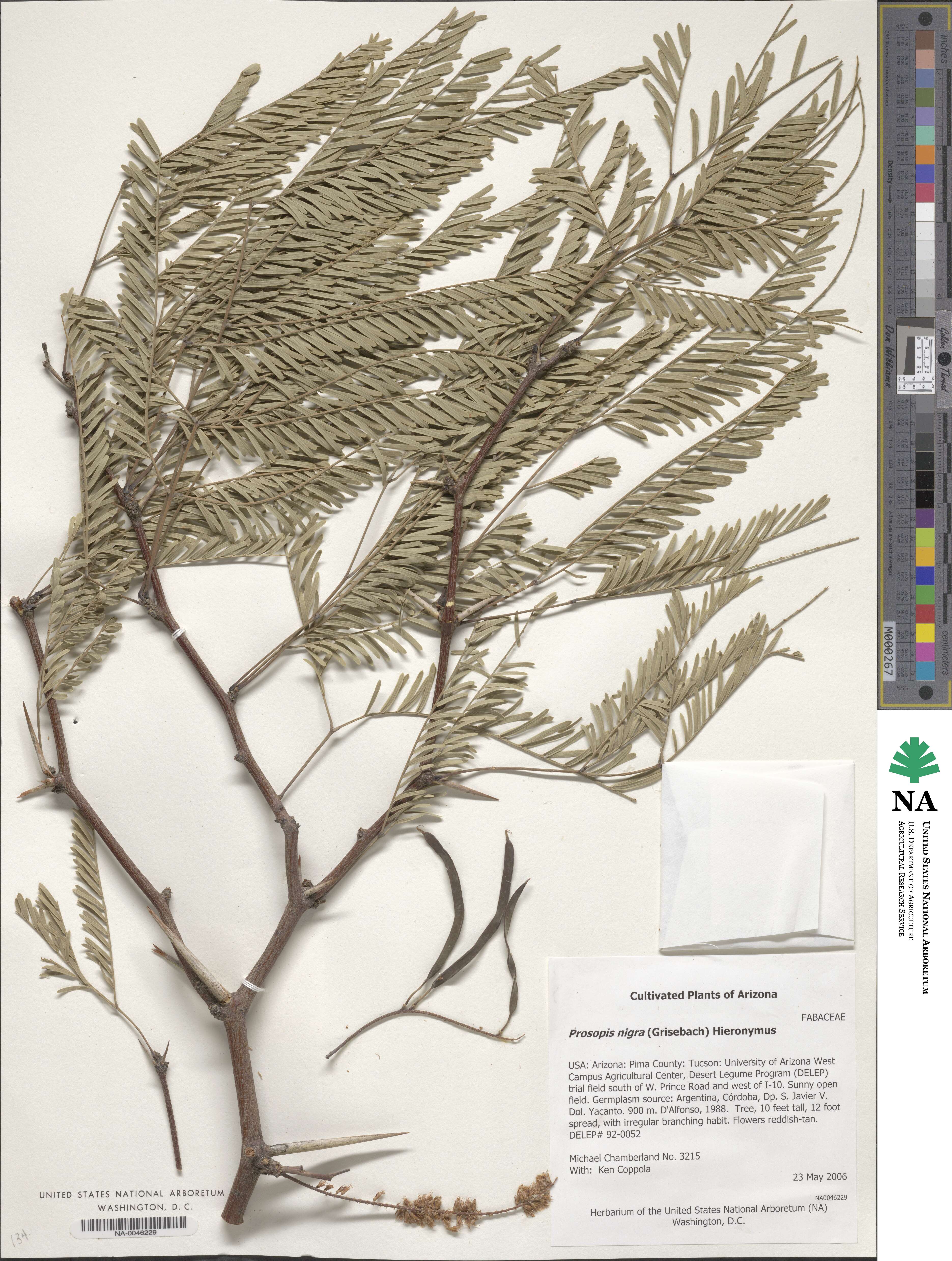 Prosopis nigra image