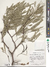 Image of Prosopis nigra